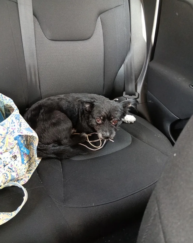 A young medium-sized male Terrier dog named Oreo for adoption in Lewistown, PA