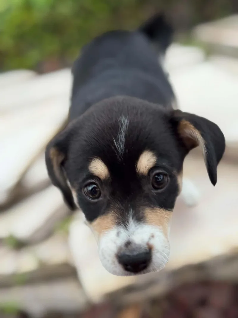 A baby small-sized female Rat Terrier dog named Rolo for adoption in Gainesville, VA