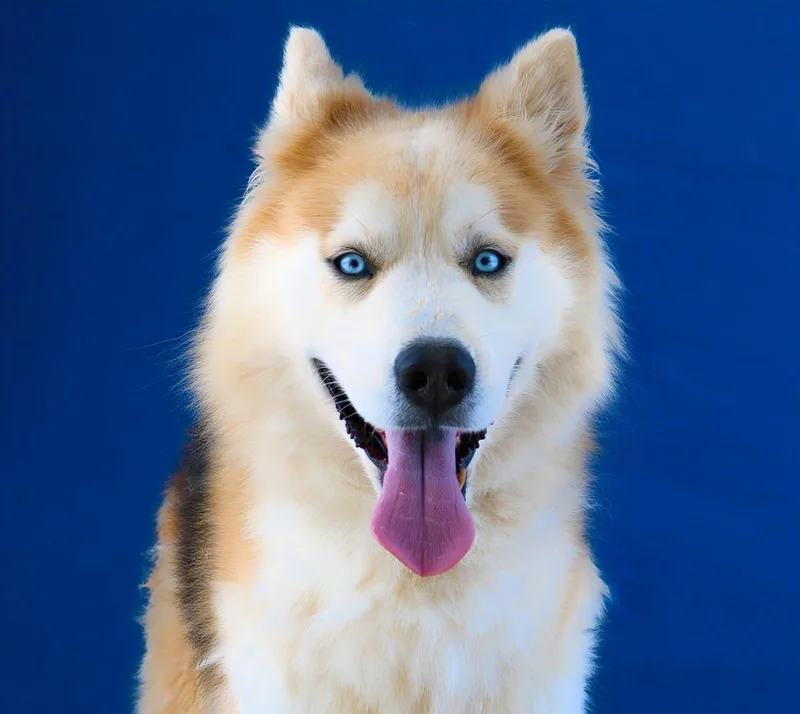 An adult medium-sized male Siberian Husky dog named Rocky for adoption in Pasadena, CA