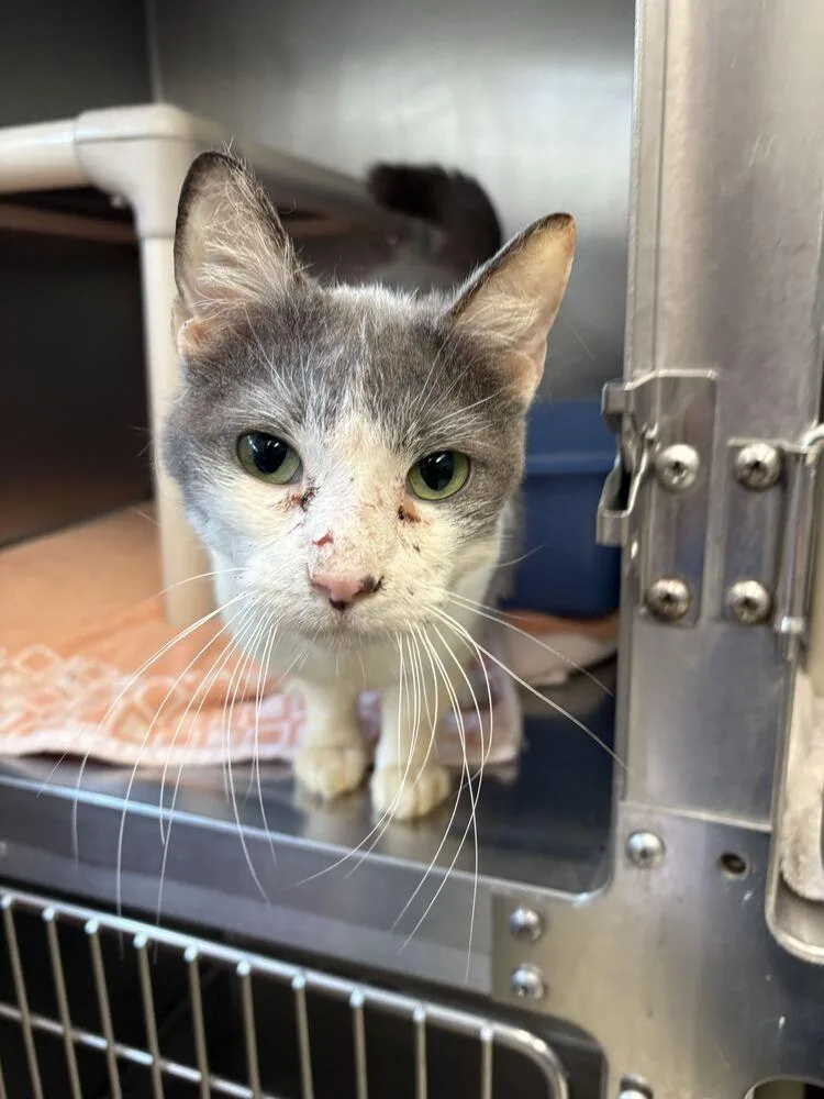 An adult medium-sized female Black & White / Tuxedo Domestic Short Hair cat named Shrimp for adoption in Bowling Green, OH