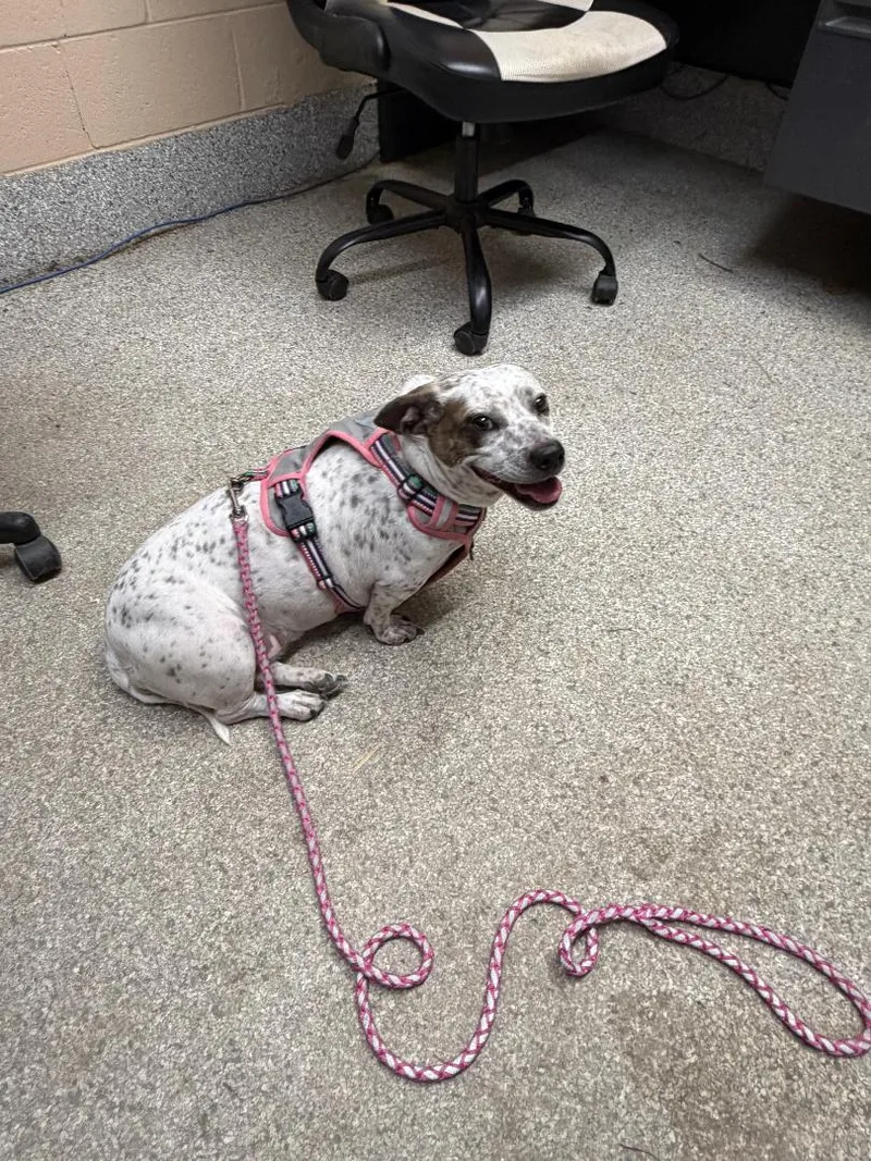 Speckles thumbnail 2