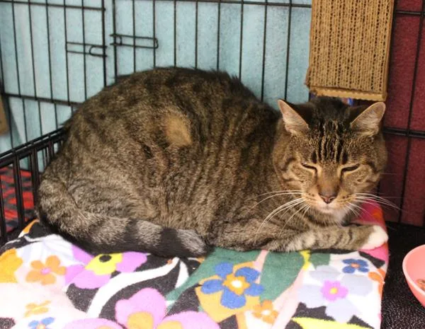 A senior medium-sized male Tabby (Brown / Chocolate) Domestic Short Hair cat named Leonard for adoption in Mansfield, MA