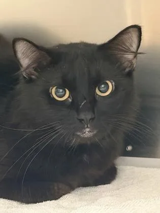 An adult medium-sized male Black Domestic Medium Hair cat named Dr. Abbot for adoption in Sacramento, CA