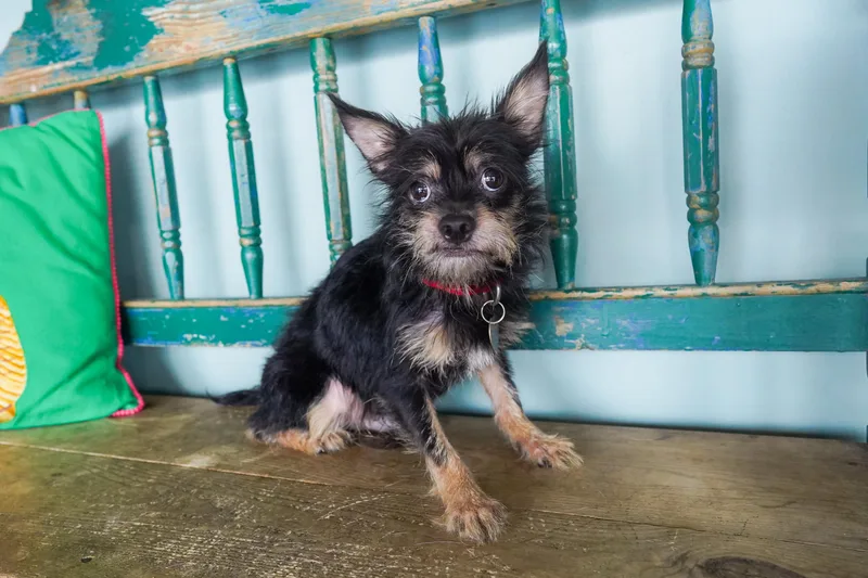 An adult small-sized male Black Chihuahua dog named Graham for adoption in San Antonio, TX