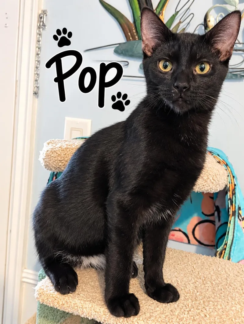 A baby small-sized male Black Domestic Short Hair cat named Pop for adoption in Homestead, FL
