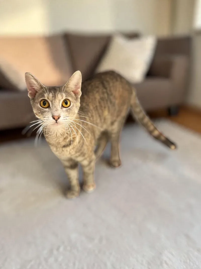 An adult medium-sized female Domestic Short Hair cat named SeaSmoke for adoption in Champaign, IL