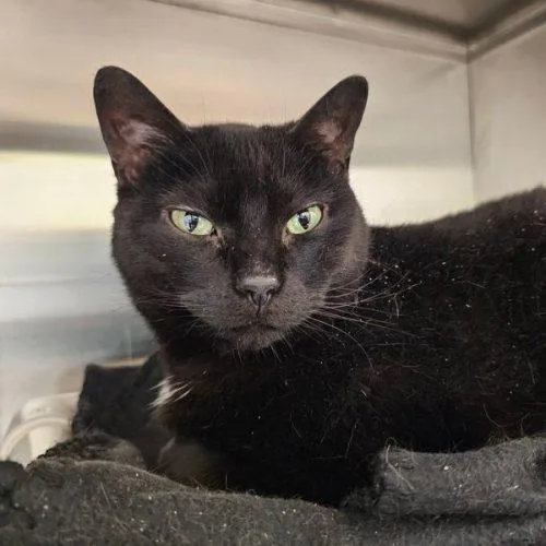 An adult large-sized female Black Domestic Short Hair cat named Maya C for adoption in Frankfort, KY