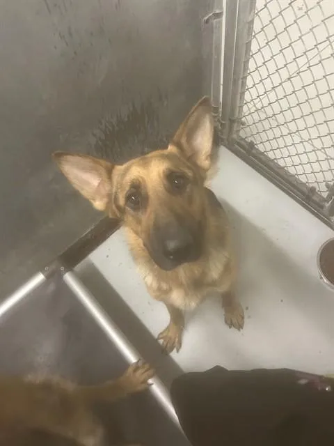 A young large-sized female German Shepherd Dog dog named A for adoption in Conroe, TX