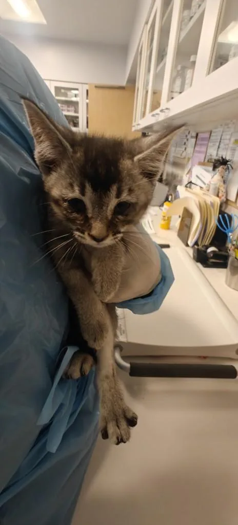 A baby small-sized male Domestic Short Hair cat named Doodles for adoption in Santa Fe, NM