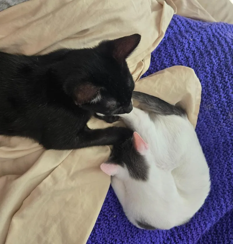 A baby medium-sized male Domestic Short Hair cat named Rubble for adoption in Evans, GA