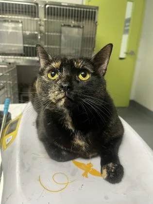 An adult small-sized female Domestic Short Hair cat named Jackque for adoption in Daytona Beach, FL