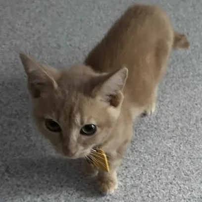 A baby medium-sized male Tabby cat named Ronnie Fun Little for adoption in Hoquiam, WA