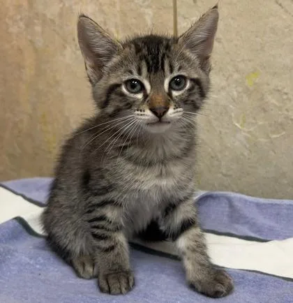 A baby small-sized female Domestic Short Hair cat named Manzana for adoption in Honolulu, HI