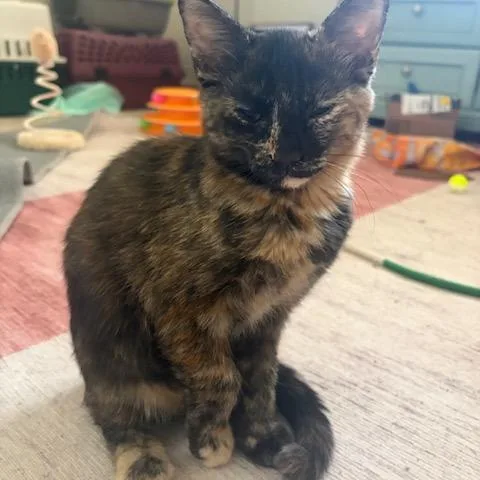 A baby small-sized female Tortoiseshell Domestic Short Hair cat named N  Lily for adoption in Arizona City, AZ