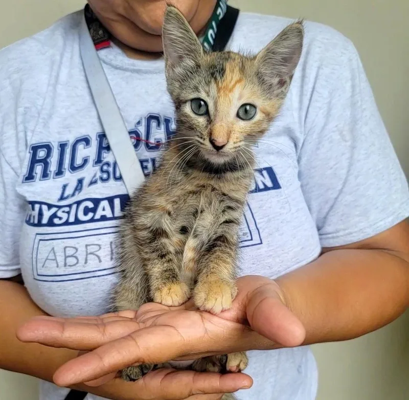 A baby medium-sized female Torbie cat named Crinkle friedtaterslitter for adoption in Houston, TX
