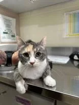 An adult medium-sized female Dilute Calico Domestic Short Hair cat named Pillow for adoption in Manitowoc, WI