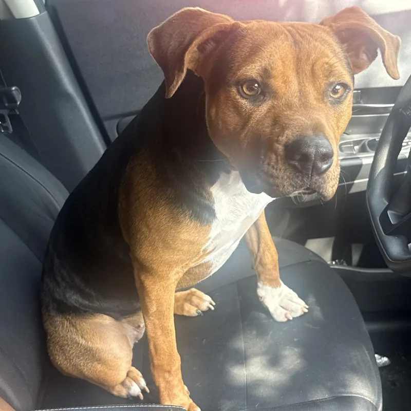 An adult medium-sized female Brown / Chocolate Mixed Breed dog named StraythStreet for adoption in Columbus, GA