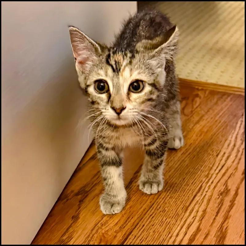 A young medium-sized female Torbie Domestic Short Hair cat named Funny Valentine for adoption in Roswell, GA