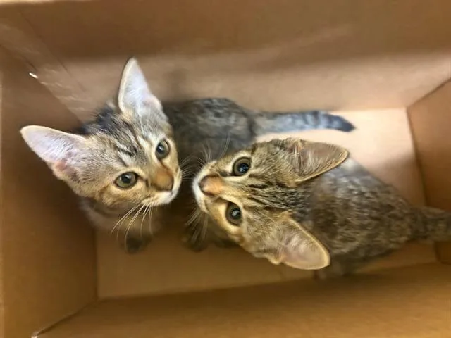 A baby small-sized female Domestic Short Hair cat named Jodie for adoption in Tustin, CA