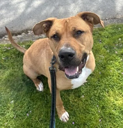 An adult large-sized male Retriever dog named Russ for adoption in Seattle, WA