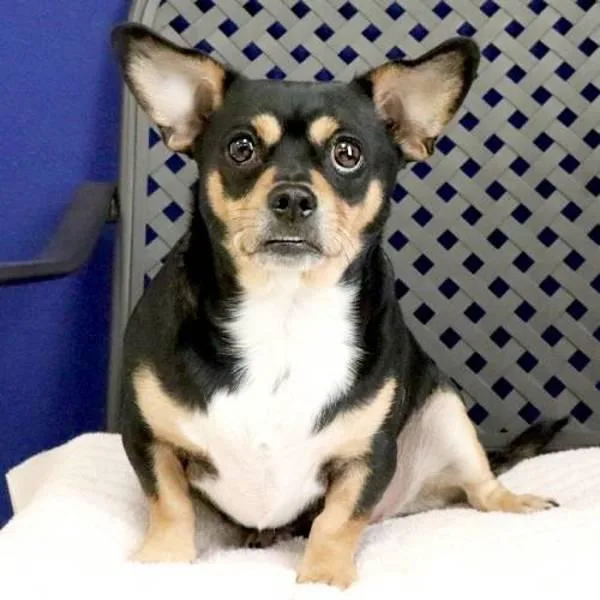 Mister Oreo thumbnail 2