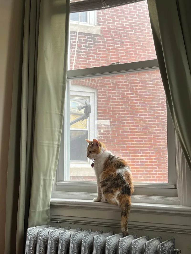 Sweet Potato thumbnail 2