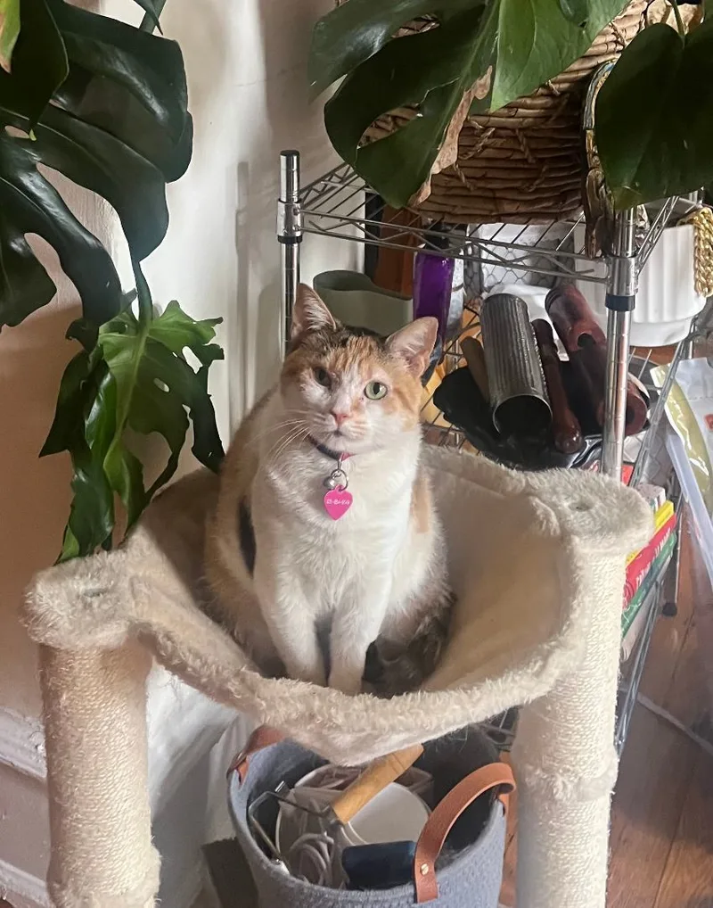 Sweet Potato thumbnail 4