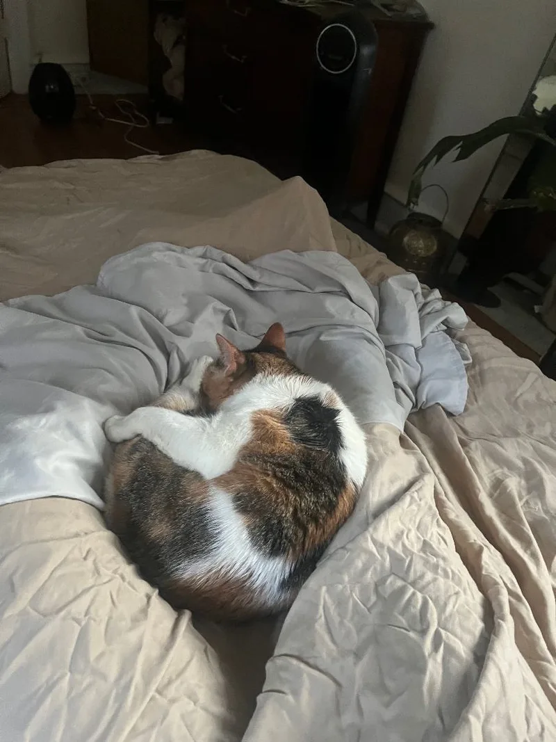 Sweet Potato thumbnail 6