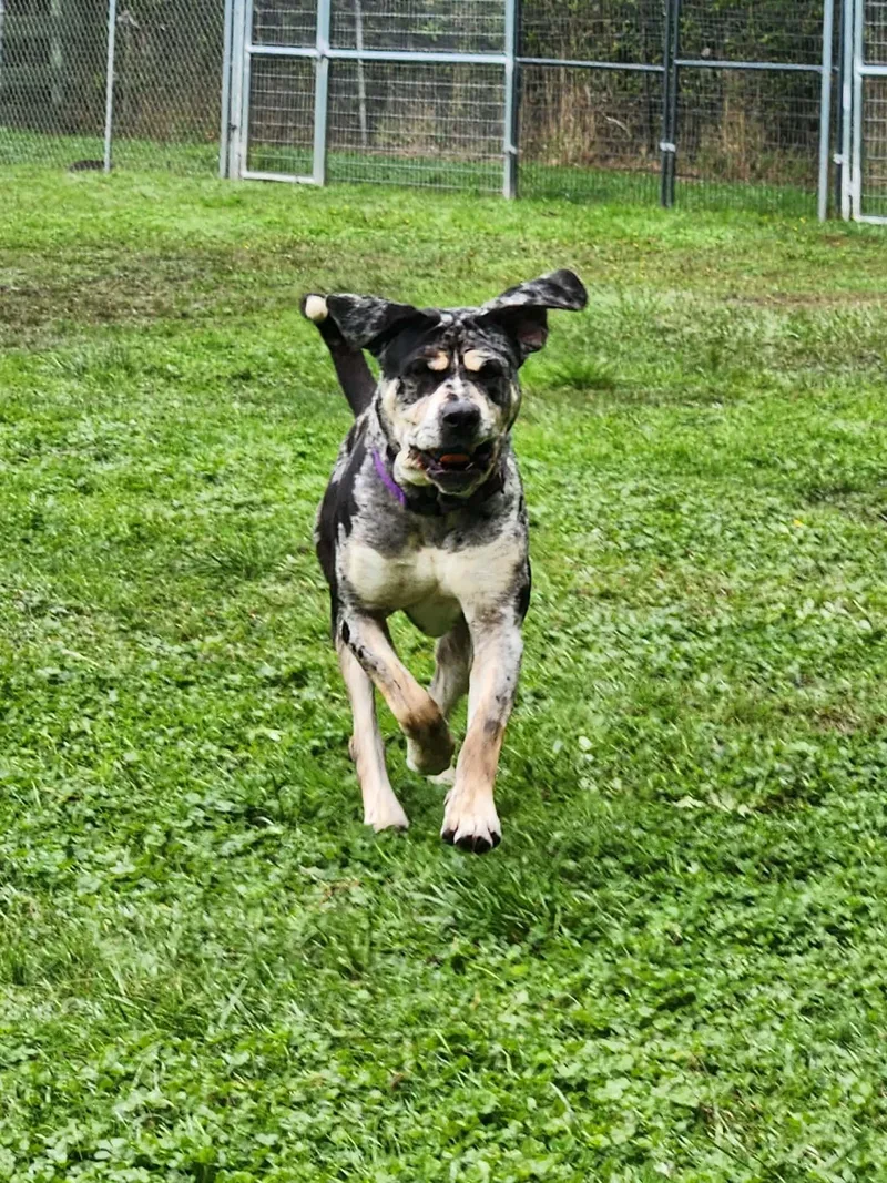 An adult extra large-sized male Gray / Blue / Silver Catahoula Leopard Dog named Kingston for adoption in Crescent city, CA