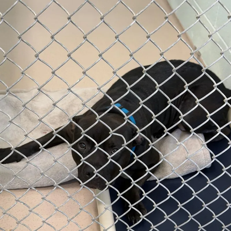 An adult medium-sized female Black Pit Bull Terrier dog named Finlani for adoption in Newark, NJ
