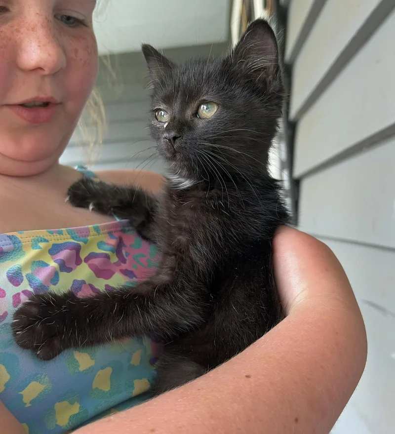 A baby medium-sized female Black Domestic Short Hair cat named Betty for adoption in Marion, NC