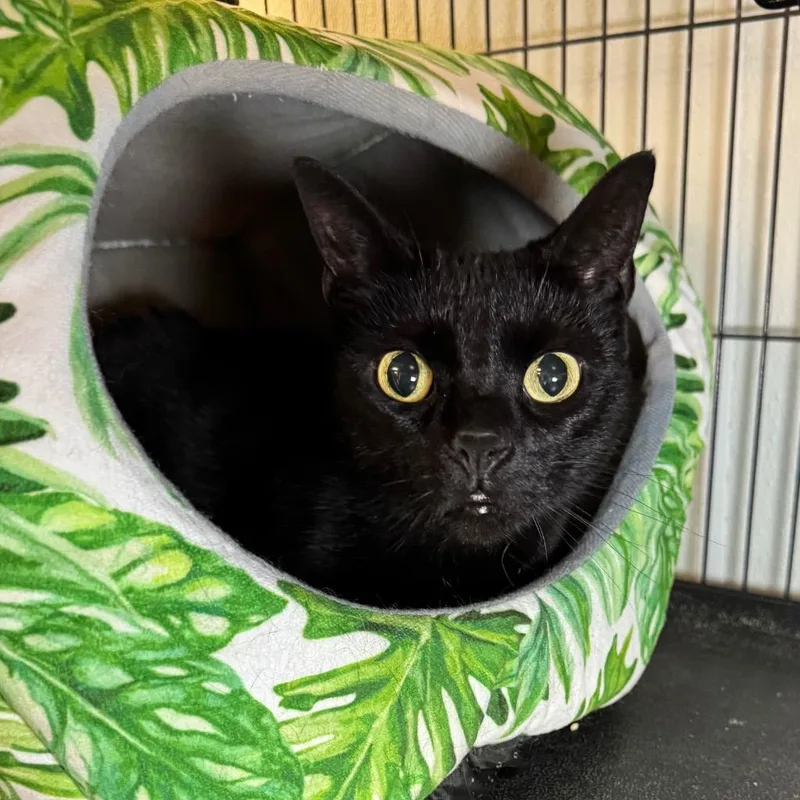 An adult medium-sized female Domestic Short Hair cat named Rosie for adoption in Saginaw, MI