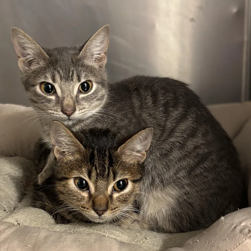 A young medium-sized male Domestic Short Hair cat named Fred and Velma for adoption in Alpharetta, GA