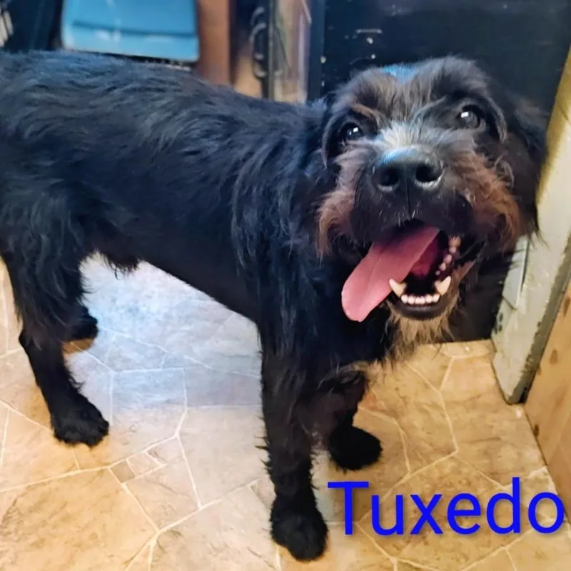 An adult large-sized male Giant Schnauzer dog named Tuxedo for adoption in Chicago, IL