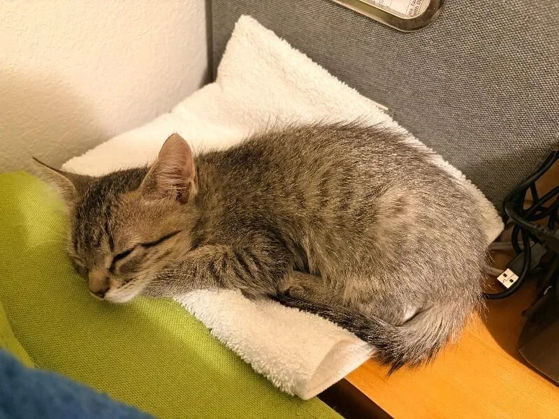 A young medium-sized male Gray / Blue / Silver Domestic Short Hair cat named Victor for adoption in Fort Collins, CO