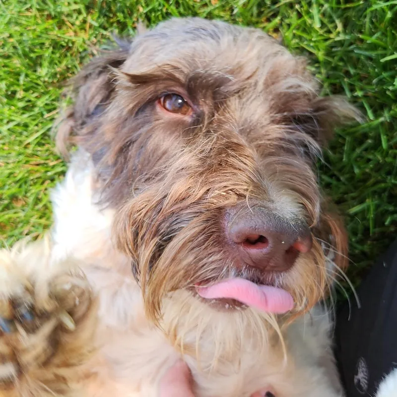 A senior medium-sized male Brown / Chocolate Giant Schnauzer dog named Monkey for adoption in Fort Wayne, IN
