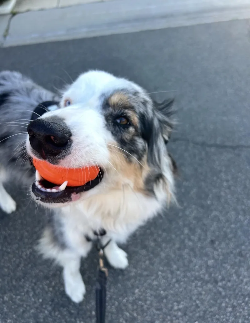 A young medium-sized male Australian Shepherd dog named Toby for adoption in Burbank, CA