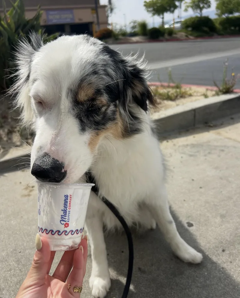 Toby thumbnail 2
