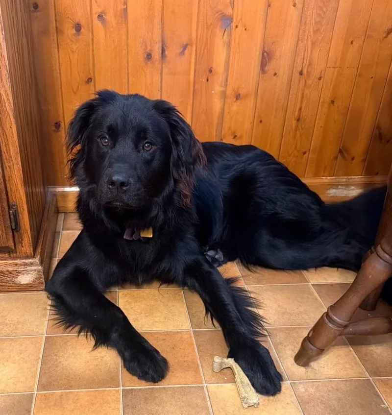 A young large-sized female Newfoundland Dog dog named Mishka for adoption in Liverpool, NY