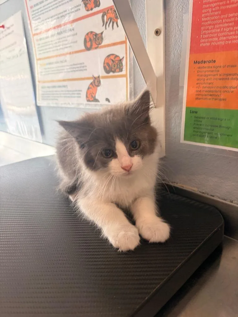 A baby medium-sized female Domestic Medium Hair cat named R Lakely for adoption in Ashland, WI