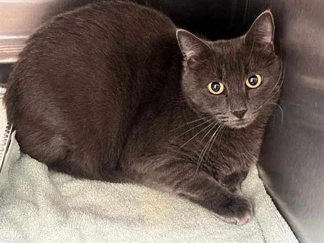 An adult medium-sized male Domestic Long Hair cat named Jared for adoption in Tustin, CA