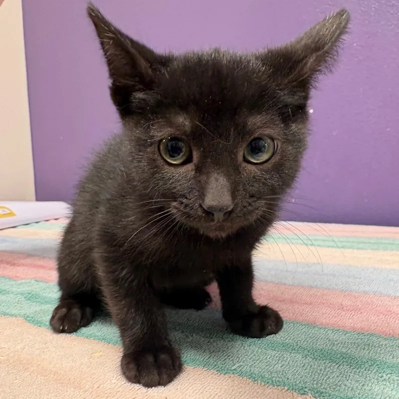 A baby small-sized female Black Domestic Short Hair cat named Boo for adoption in Englewood, FL
