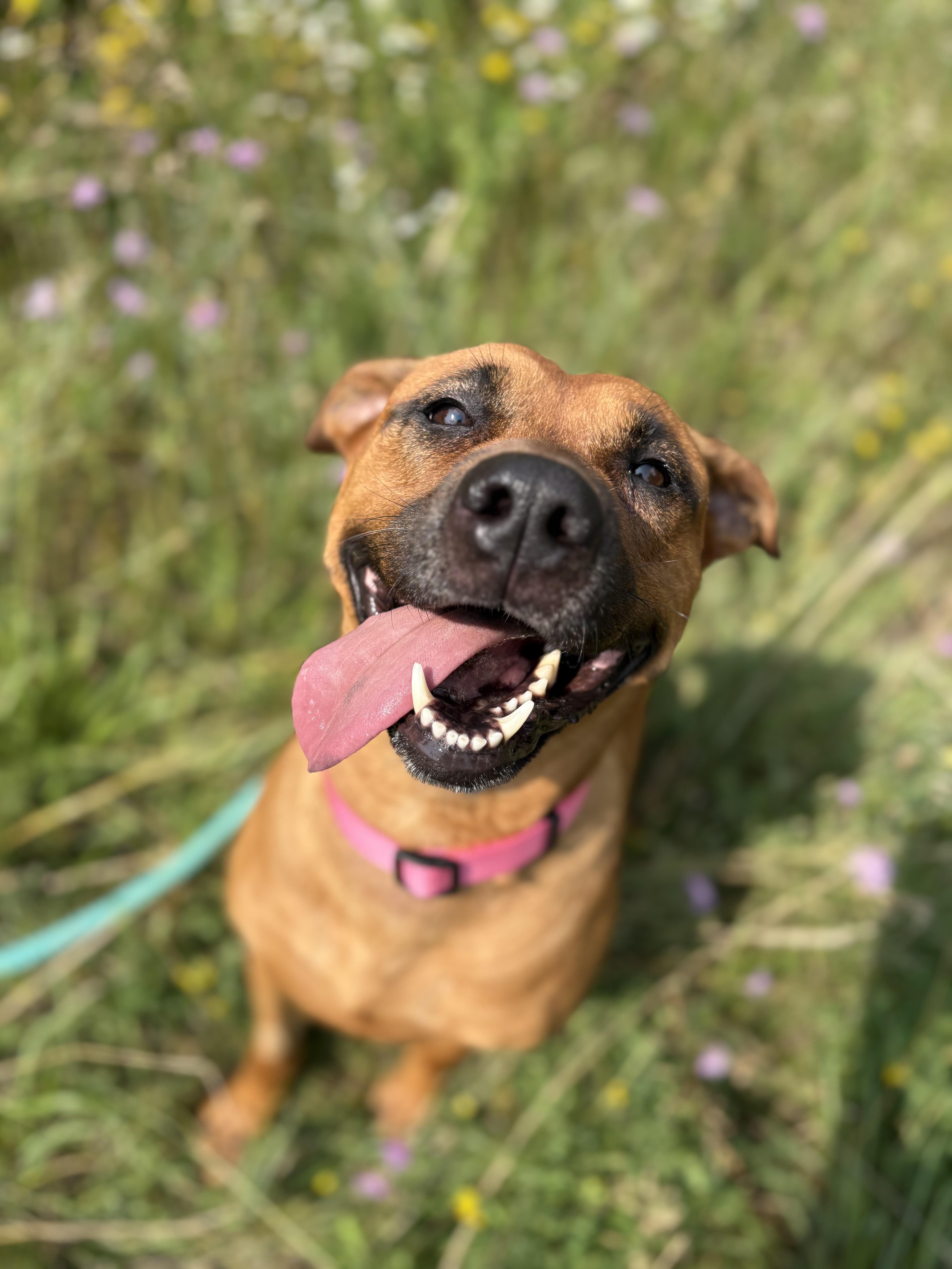 An adult large-sized female Labrador Retriever dog named Ava for adoption in Alpena, MI
