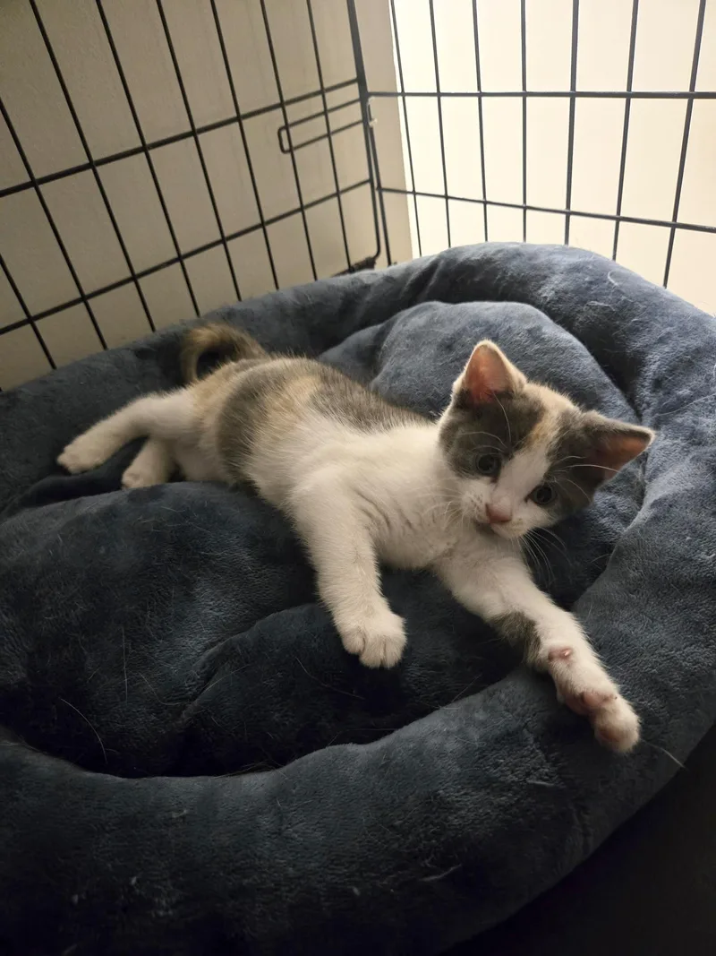 A baby small-sized female Dilute Calico Domestic Short Hair cat named Zuri for adoption in Brooklyn, NY