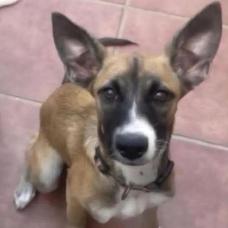 A baby medium-sized female Bicolor German Shepherd Dog dog named Churro for adoption in Sunderland, MD
