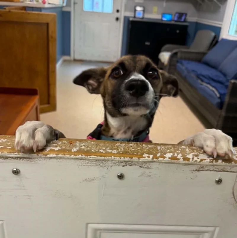 Churro thumbnail 2