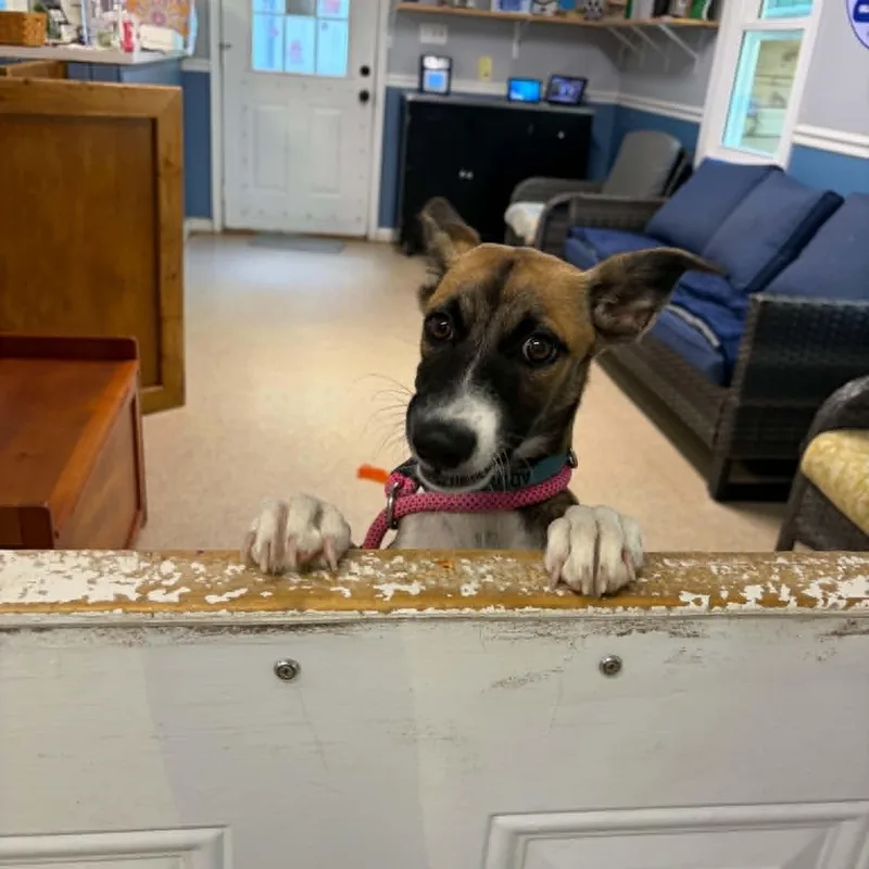 Churro thumbnail 5