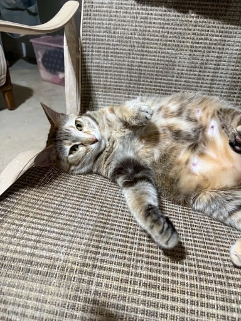 An adult medium-sized female Torbie Domestic Short Hair cat named Lady for adoption in Herculaneum, MO