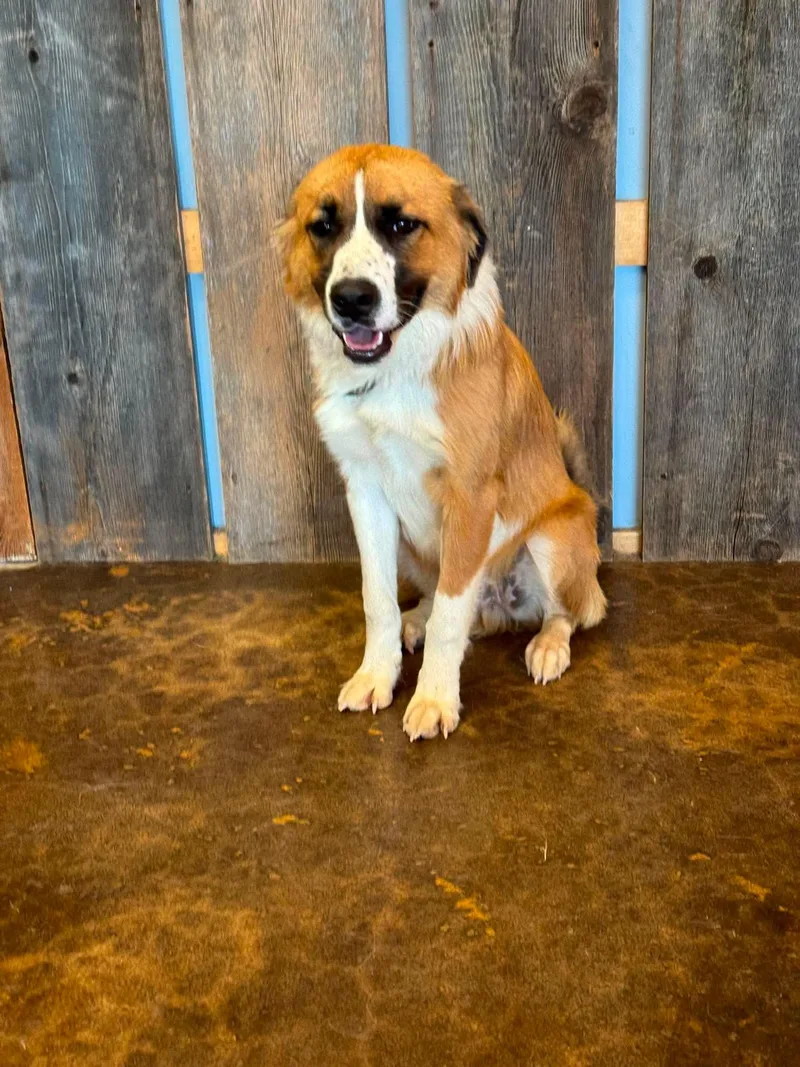 An adult medium-sized male Mixed Breed dog named Anchor for adoption in Milwaukee, WI
