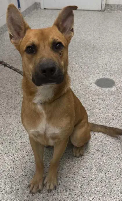 An adult large-sized male Yellow / Tan / Blond / Fawn Mixed Breed dog named Merlin for adoption in Kansas City, MO
